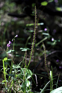 Cochise adder’s-mouth orchid (Malaxis porphyea).