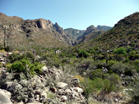 Desertscrub vegetation dotted with saguaros.