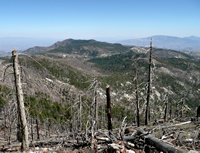 A view from Mount Lemmon looking over the top of dead trees burned in the Aspen Fire in 2003.
