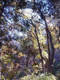 A view underneath the canopy of a mixed conifer forest.