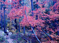 Bigtooth maples.