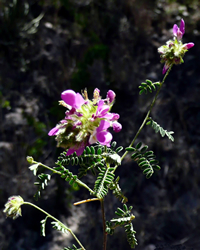Gentry indigo bush (Dalea tentaculoides).