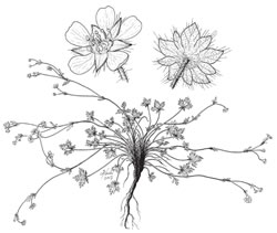 Potentilla demotica