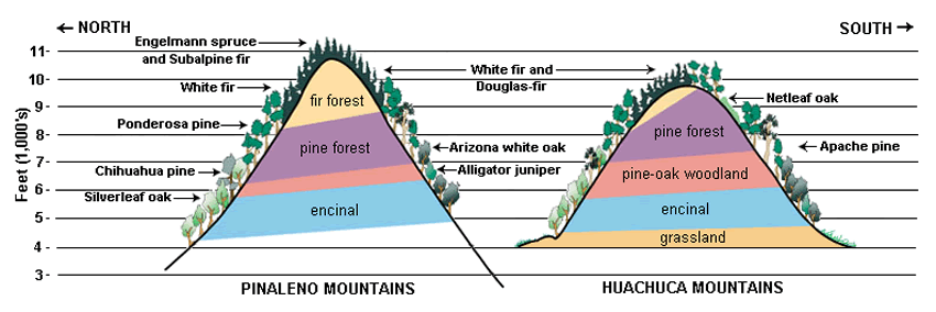 A graphic representation of the Pinaleno and Huachuca Mountains displaying the changes in plant communities with elevation.