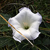 Datura wrightii.