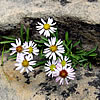 Erigeron saxatilis.