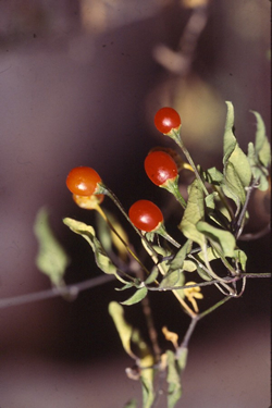 Chiltepine fruit.