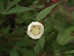 Close-up of desert cotton with red spots at base of petals.