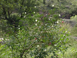 Typical desert cotton shrub.