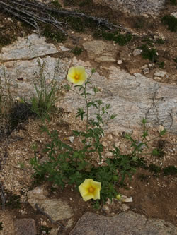 Desert rosemallow plant.
