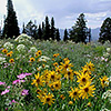 Wildflowers at Grayback Ridge.