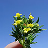 Madia glomerata, tarweed.