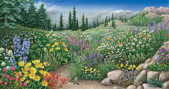Tall Forb Community of the Intermountain West poster. Art and design by Steve Buchanan.