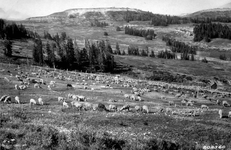 Sheep grazing in the meadows and forest of the Wasatch Mountains.