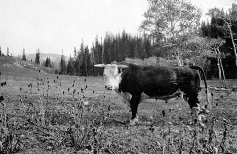 Bull standing in an overgrazed meadow.