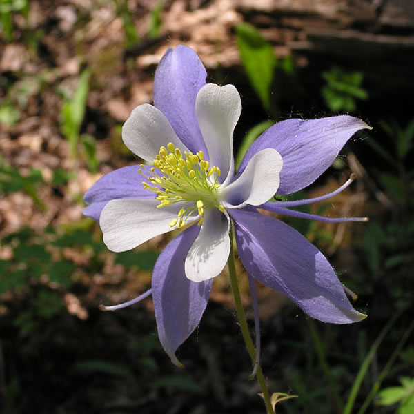 Colorado blue columbine (Aquilegia caerulea). Photo by S. Olson.