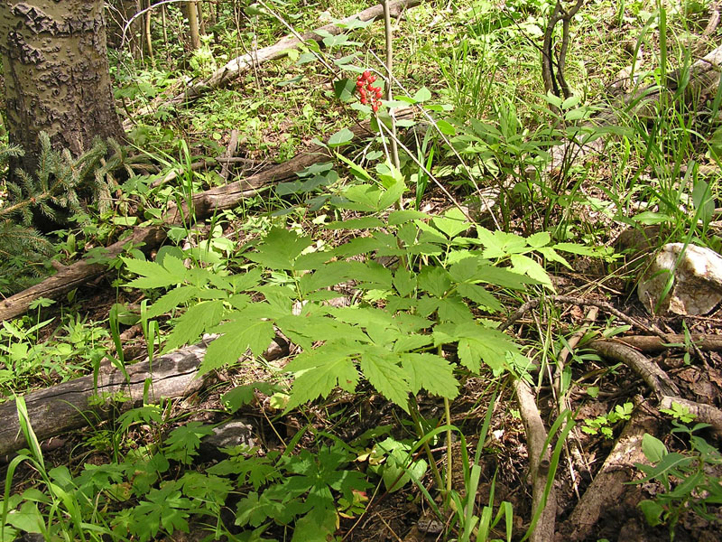Red baneberry (<em>Actaea rubra</em>). Photo by S. Olson.