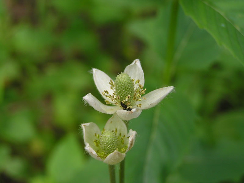 Canadian anemone (<em>Anemone canadensis</em>). Photo by S. Olson.