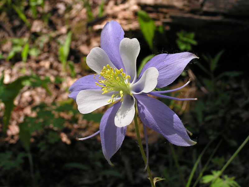 Colorado blue columbine (<em>Aquilegia caerulea</em>). Photo by S. Olson.