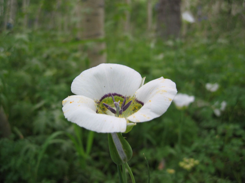 Gunnison's mariposa lily (<em>Calochortus gunnisonii</em>). Photo by A. Kratz.