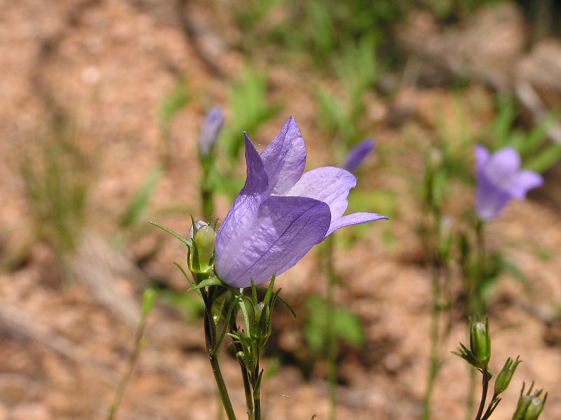 Bluebell bellflower (<em>Campanula rotundifolia</em>). Photo by S. Olson.