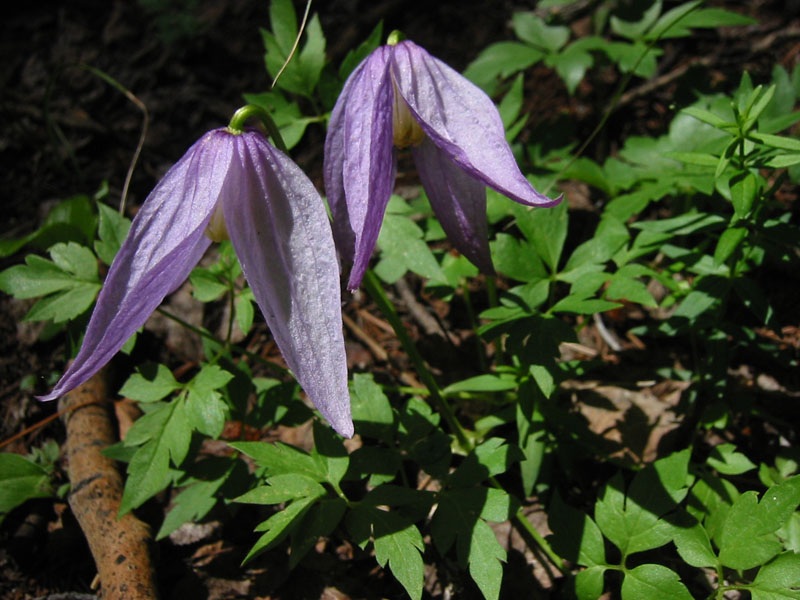Rock clematis (<em>Clematis columbiana</em>). Photo by A. Kratz.