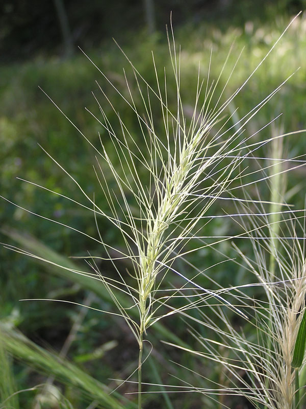 Squirreltail (<em>Elymus elymoides</em>). Photo by S. Olson.