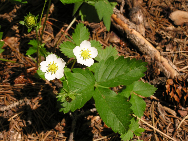 Woodland strawberry (<em>Fragaria vesca</em>). Photo by S. Olson.