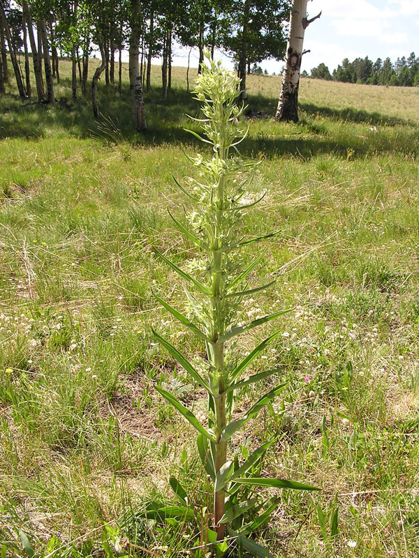 Elkweed (<em>Frasera speciosa</em>). Photo by S. Olson.