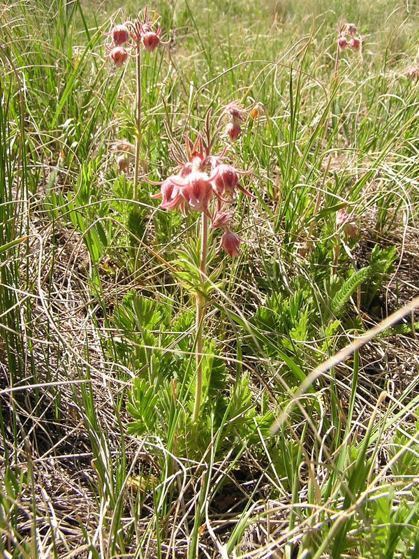 Geum triflorum