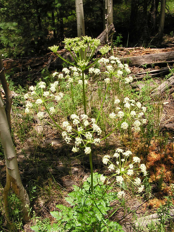 Porter's licorice root (<em>Ligusticum porteri</em>). Photo by S. Olson.