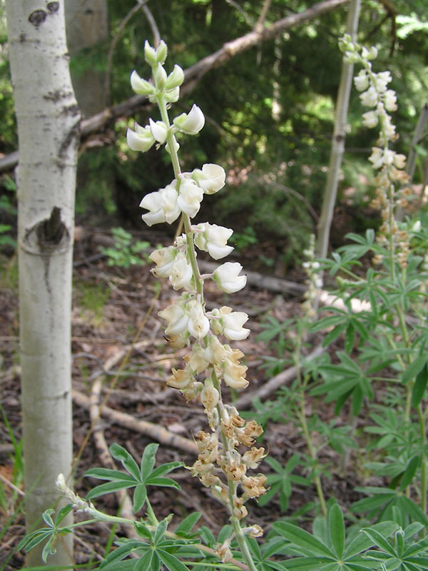 Silvery lupine (<em>Lupinus argenteus</em>). Photo by S. Olson.