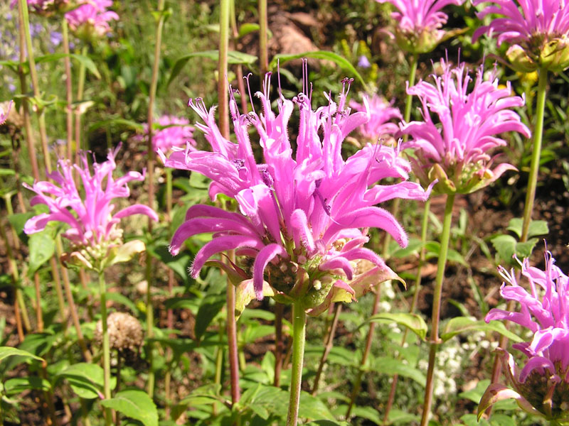 Wild bergamot (<em>Monarda fistulosa</em>). Photo by S. Olson.