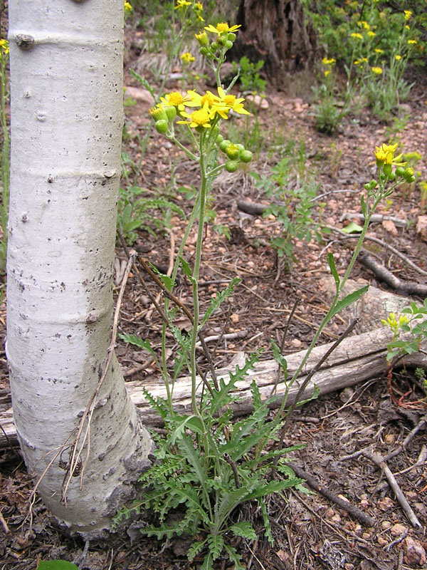 Fendler's ragwort (<em>Packera fendleri</em>). Photo by S. Olson.