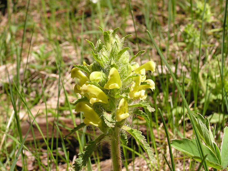 Canadian lousewort (<em>Pedicularis canadensis</em>). Photo by S. Olson.