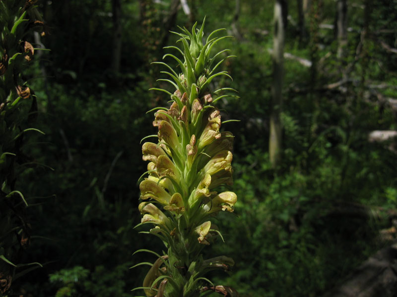 Giant lousewort (<em>Pedicularis procera</em>). Photo by A. Kratz.