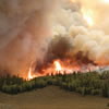 Wildfire burning in an aspen grove