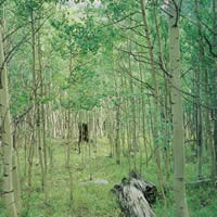 young aspen grove.