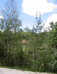 Aspen trees growing along a roadside in central Mexico.
