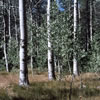 Aspen stand