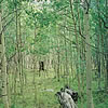 Aspen stand