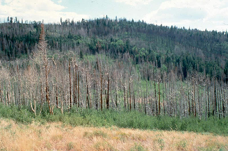 area that was treated with prescribed fire displaying the burned, dead conifers and abundant aspen sprouting.