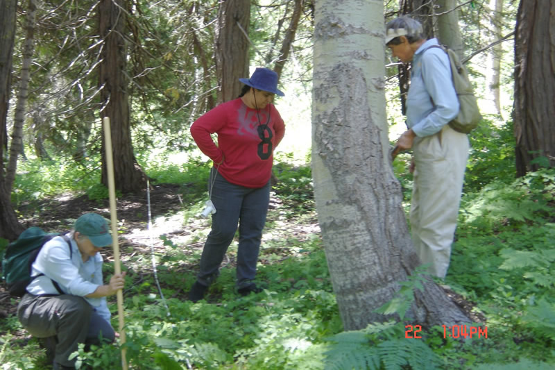 three women, volunteers from the California Native Plant Society helping with monitoring activities associated with aspen stand improvement.