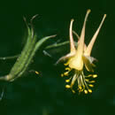 Aquilegia barnebyi