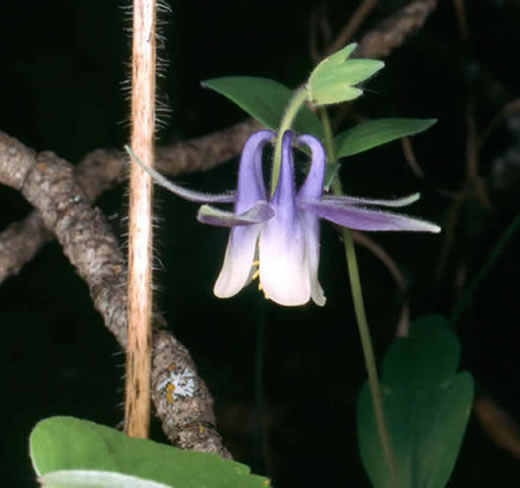 Aquilegia brevistyla