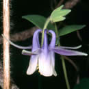 Aquilegia brevistyla.