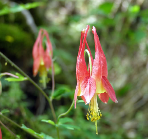 Aquilegia canadensis