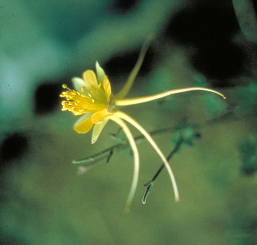 Aquilegia chaplinei