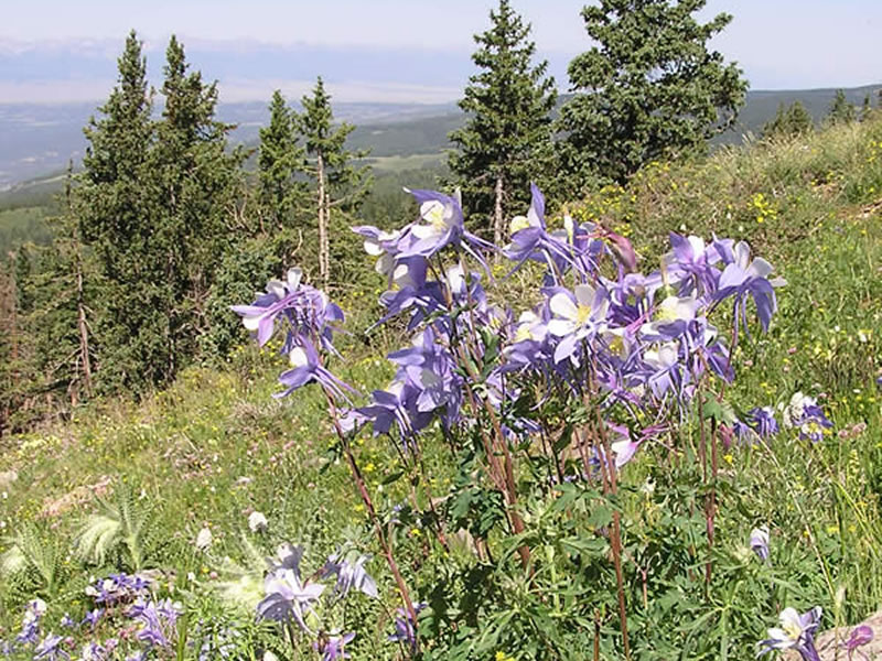 Aquilegia coerulea habitat.