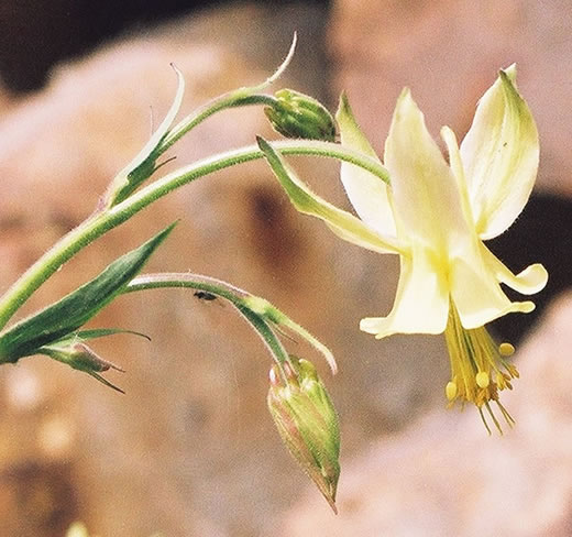 Aquilegia flavescens flower